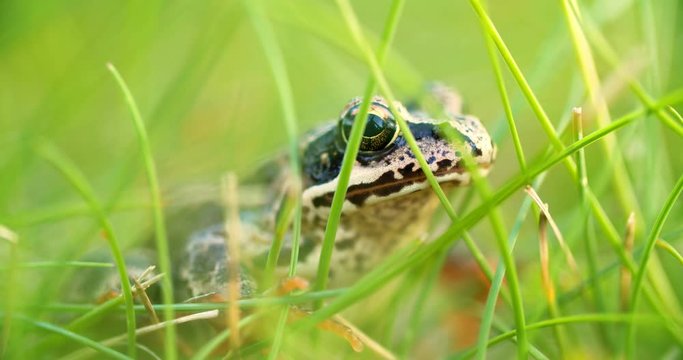 Close-up frog in the wild. hid among leaves and sticks. Macro shooting