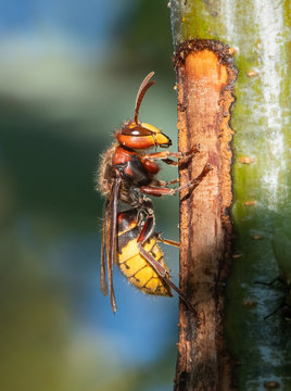 European Hornet (Vespa crabro)