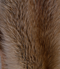 Fox fur. Texture closeup. Backdrop.