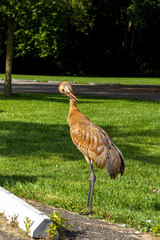 Juvenile Sandhill Crane preens in a parking lot at Chain O' Lakes State Park in Illinois