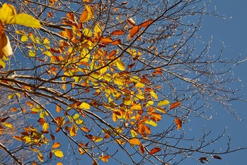 Forest with colorful autumn leaves