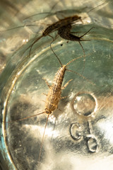 Silverfish in glass beaker. Pest books and newspapers. Insect feeding on paper - silverfish