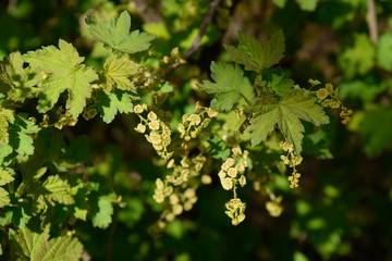 Flowers of red currant in spring on a stalk.