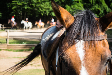Horse riding school stables in nature