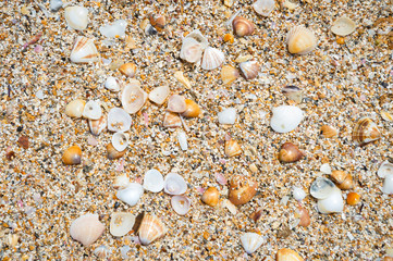 Abstract natural background of textured pile of seashells in full frame close-up