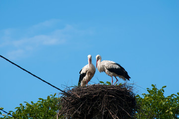 Stork birds on the nest on a beautiful day on the blue sky background
