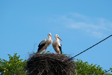 Stork birds on the nest on a beautiful day on the blue sky background