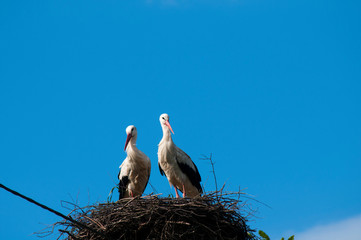 Stork birds on the nest on a beautiful day on the blue sky background