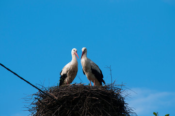 Stork birds on the nest on a beautiful day on the blue sky background