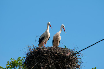 Stork birds on the nest on a beautiful day on the blue sky background