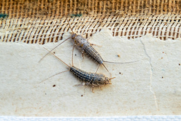Pest books and newspapers. Insect feeding on paper - silverfish, lepisma