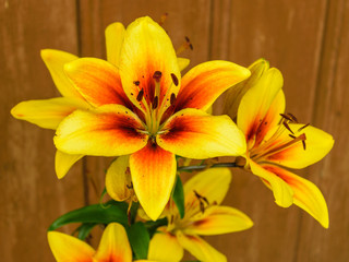 The flower of a yellow lily growing in a summer garden.