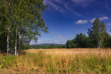 Summer meadow landscape with grass and wild flowers on the background of a forest.