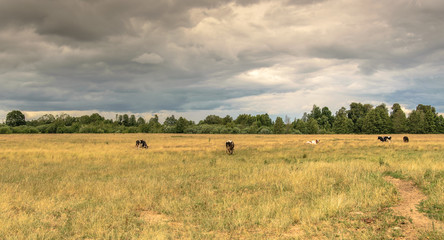 Fototapeta na wymiar Cows graze in a meadow near the forest