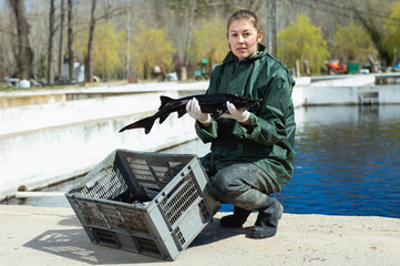 Female owner of sturgeon farm showing fish
