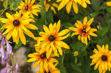 Yellow Rudbeckia coneflowers, black-eyed-susans flowers close-up. Rudbeckia in the garden.