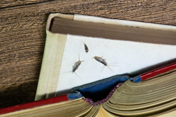 Pest books and newspapers. Insect feeding on paper - silverfish of several pieces near the open book.