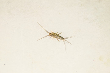 thermobia, Pest books and newspapers. Insect feeding on paper - silverfish, thermobia