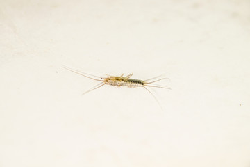 thermobia, Pest books and newspapers. Insect feeding on paper - silverfish, thermobia