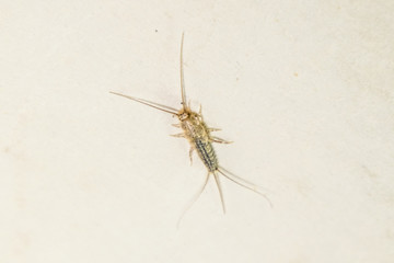 thermobia, Pest books and newspapers. Insect feeding on paper - silverfish, thermobia
