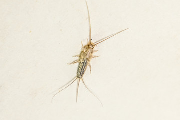 thermobia, Pest books and newspapers. Insect feeding on paper - silverfish, thermobia