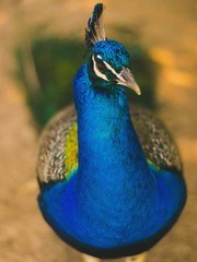 Obraz premium peacock with feathers out