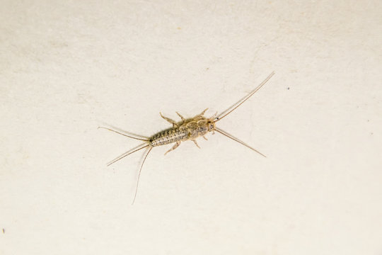 Thermobia domestica. Pest books and newspapers. Lepismatidae Insect feeding on paper - silverfish