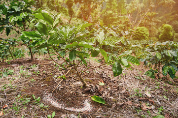 Coffee tree fertilizer theme