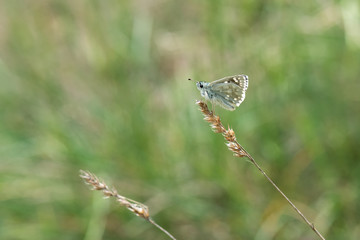 butterfly on grass