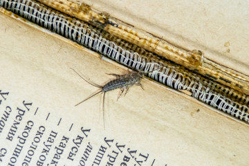Thermobia domestica. Pest books and newspapers. Lepismatidae Insect feeding on paper - silverfish