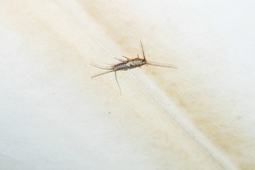 Thermobia domestica. Pest books and newspapers. Lepismatidae Insect feeding on paper - silverfish