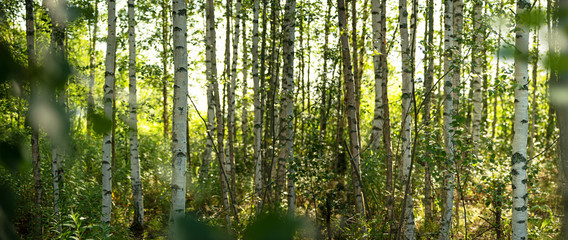 Birkenwald in Finnland | Panorama