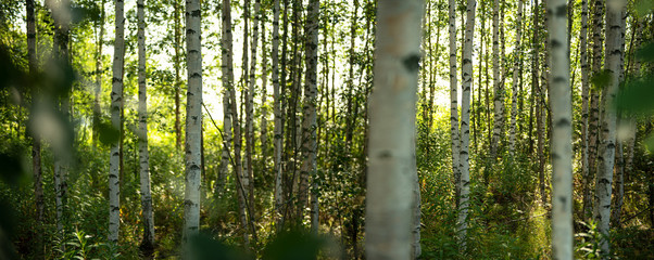 Birkenwald in Finnland | Panorama