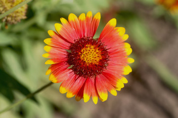 closeup of a flower