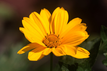 yellow flower