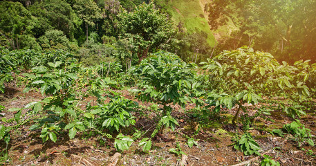 Fototapeta premium Coffee plants grow on hill