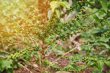 Green coffee bean hang on branches