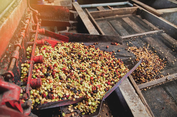 Pulping coffee bean on machine