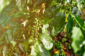 Sample of green coffee berries