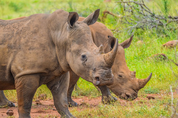 Obraz premium Portrait of cute male bull white Rhino or Rhinoceros in a group