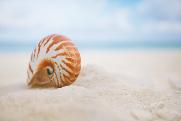 nice and shine sea shell on  beach with perfect seascape