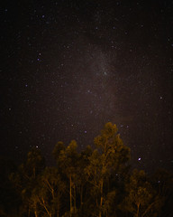 Fototapeta na wymiar Trees and the night sky