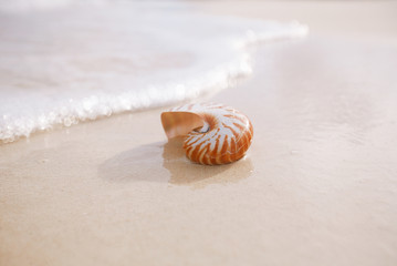 nautilus sea shell in sea wave
