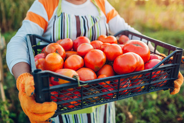 Woman farmer holding box of red tomatoes on eco farm. Gathering autumn crop of vegetables. Farming,...