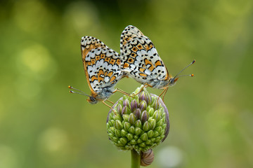 butterfly on flower