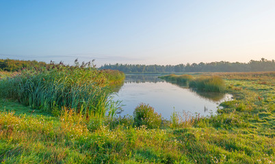 Reed along the edge of a foggy lake below a blue sky at sunrise in summer