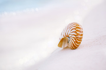 nautilus sea shell in sea wave