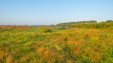 Misty field with flowers in wetland below a blue sky at sunrise in summer