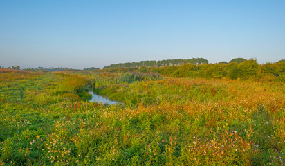 Fototapeta premium Reed along the edge of a foggy lake below a blue sky at sunrise in summer