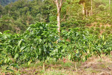 Fototapeta na wymiar Growing coffee on farm plantation